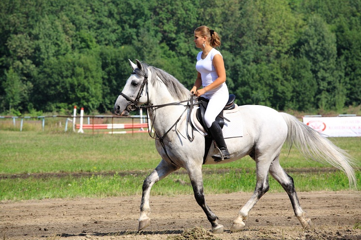 Orlov-Trotter-Horse.jpg