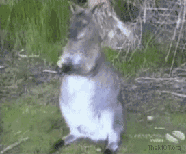 funny-gif-jerk-bird.gif