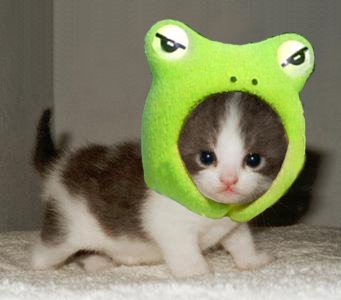 a.baa-funny-cat-thinks-its-a-frog.jpg