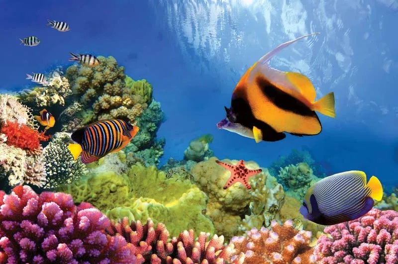 Great-Barrier-Reef.jpg