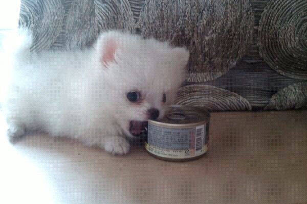 can_opener.jpg