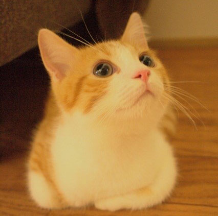 Cat.jpg
