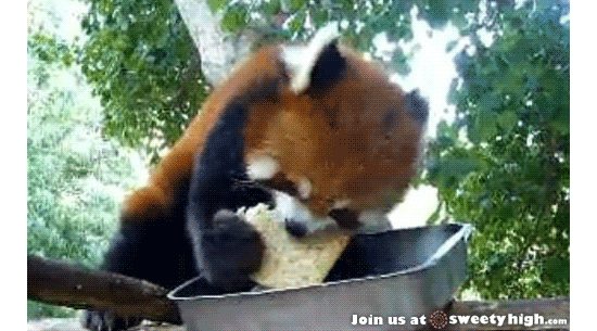 blog-red-panda.gif