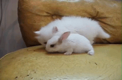 토깽이와 냥이 1.gif