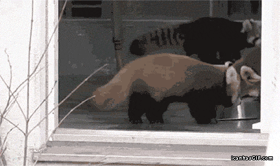 funny-red-panda-gifs.gif