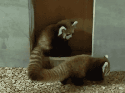 red-panda-pounce.gif